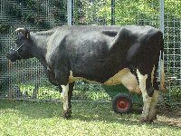 Pfarrfest-Kuhroulette01