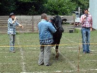 Pfarrfest-Kuhroulette05