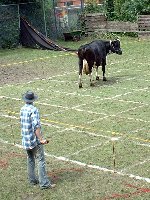 Pfarrfest-Kuhroulette0