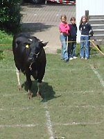 Pfarrfest-Kuhroulette09