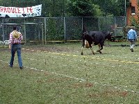 Pfarrfest-Kuhroulette13