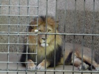 Nachtf&uuml;hrung im Duisburger Zoo 5