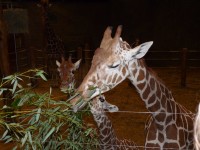 Nachtf&uuml;hrung im Duisburger Zoo 6