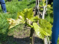 MiB-Fahrt vom 13. bis 17.05.2015 Groesbeek 04